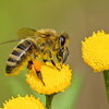 bee getting pollen from a yellow flower