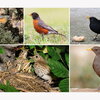 five different species of birds