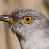 gray bird with yellow eye and big pupil