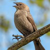 brown bird perched on a branch