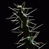 a skinny cactus with big needles