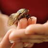 cicada resting on a person's fingertips