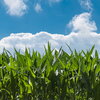 corn field