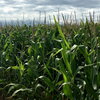 corn field