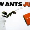 a jumping ant