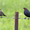 two birds perched on barbed wire