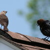 two birds on a roof