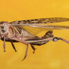 a desert locust