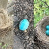 blue eggs in a nest