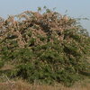 locusts on a shrub