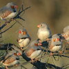 nine finches perched on a branch