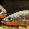 two fish with their mouth open