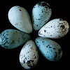 six pointy blue eggs