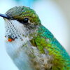 a pretty hummingbird