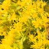 bee getting pollen from a yellow flower