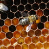 honeybees at their nest