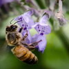 bee getting nectar from purple flower