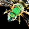 a cool looking insect