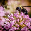 bee getting nectar from purple flower