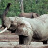 elephant in mud