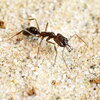 an ant with big mandibles