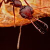 an ant with big mandibles