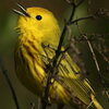 a yellow bird facing up