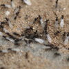 flying ants