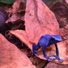 A dyeing poison frog, Dendrobates tinctorius.