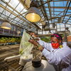  A scientist studying a tomato plant that's in a plastic bag.