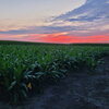 A field of two-foot-tall sorghum plants at sunset. The sky has streaks of pink and blue.