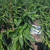 plants with an auto chamber