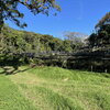 coffee farm land with trees and grass