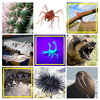A collage of animals that can cause punctures