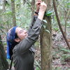 A woman in a bandana reaching up into a tree