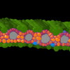 A machine-learning labeled cross-section of a sorghum leaf generated with microCT imaging