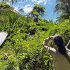 Two people with bug nets looking into a sunny forest