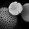 Microscopic image of pollen grains from Croton hirtus
