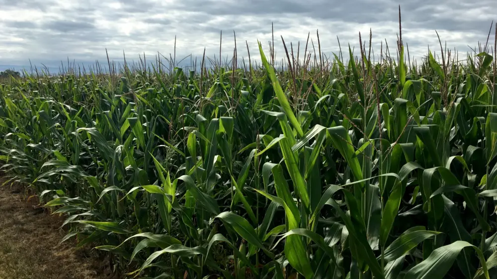 corn field