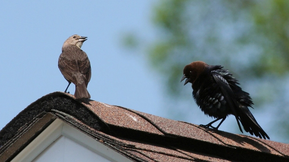 two birds on a roof