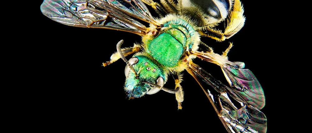 a cool looking insect