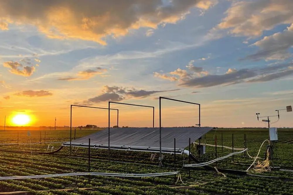 A photo of a field at sunset with a rain canopy over a part of it