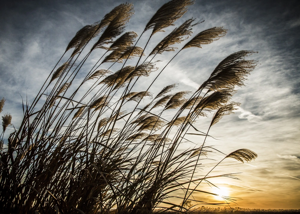 miscanthus at sunset