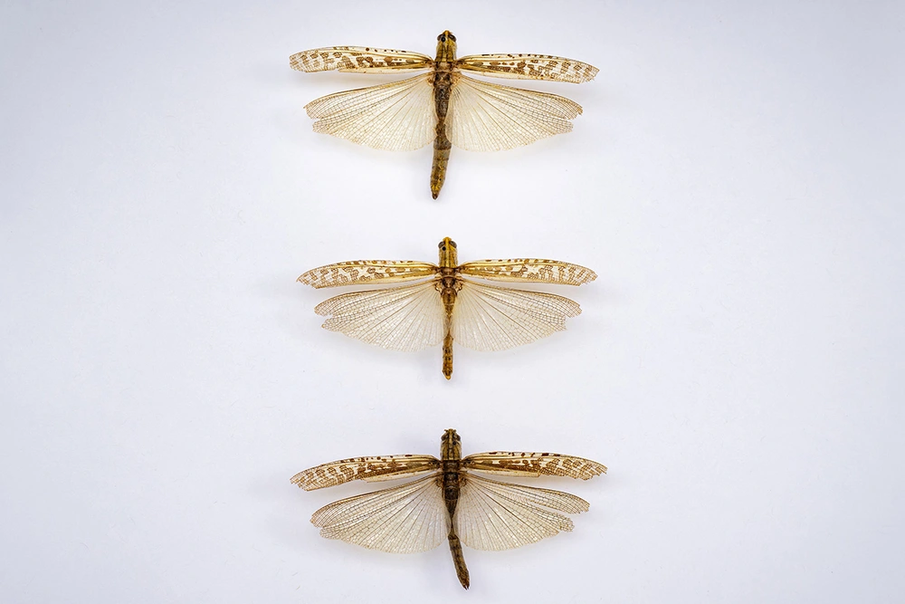 Three grosshoppers lined up vertically with wings spread