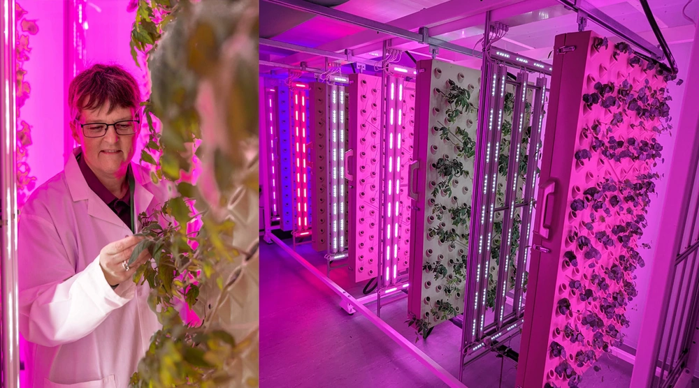 A woman in a lab coat looking at plants growing with fluorescent lights