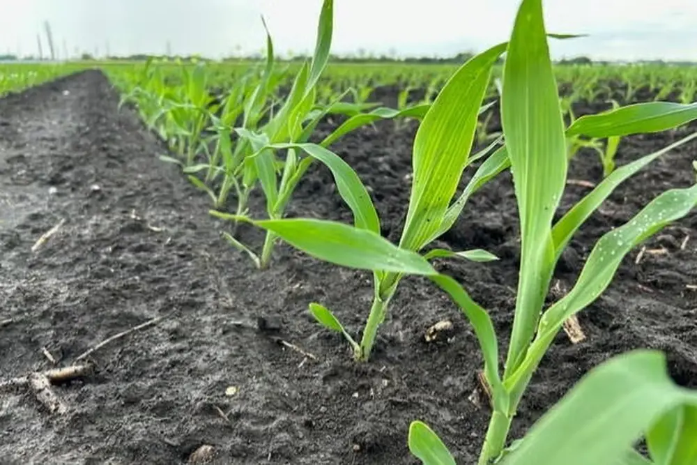 A closeup of young corn growing outside on a cloudy day