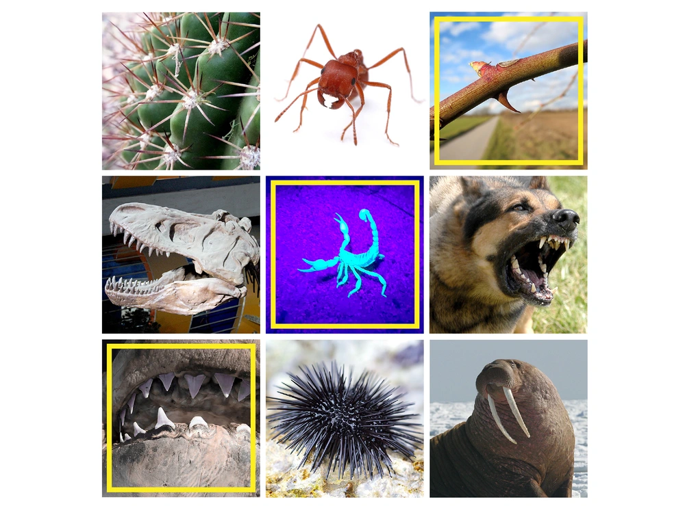 A collage of animals that can cause punctures