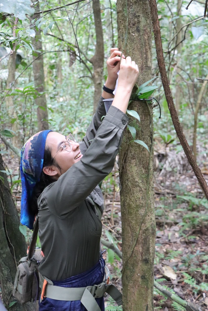 A woman in a bandana reaching up into a tree