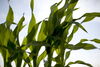 corn field on a sunny day