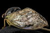 close up photo of cicada wings